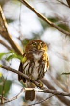 Brazilian Pygmy Owl Claucidium brasilianum) Pantanal Brazil