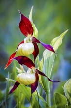 Orchids, Lady's slipper, (Cypripedium calceolus), Lower Saxony, Federal Republic of Germany