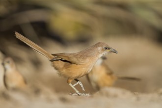 Fulvous Babbler - Akaziendrossling - Argya fulva ssp. maroccana, Morocco