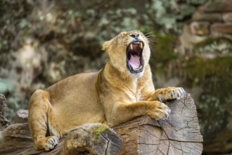 Asiatic lion (Panthera leo persica) female lying on a tree trunk, yawing, portrait, captive,