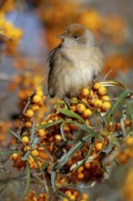 Blackcap (Sylvia atricapilla), Fauvette à tête noire, Curruca Capirotada, Branch, branch, Ormoz