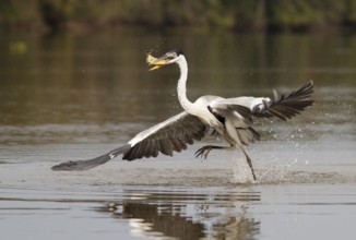 Cocoi Heron (Ardea cocoi) with fish prey in beak, Pantanal, Brasilien