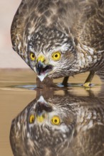 Eurasian Sparrowhawk (Accipiter nisus) drinking at a waterhole, Eilat, Israel