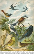 Historical illustration, 19th Century, middle-europe songbirds, mitteuropäische Singvögel,