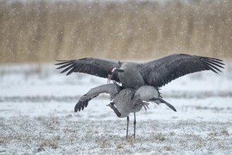 Common Crane (Grus grus) pair mating, Mecklenburg-Western Pomerania, Germany