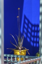 Majorelle Garden, botany, flora, cactus, plant, botany, tropical, climate, architecture, indigo,