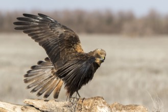 Western Marsh Harrier (Circus aeruginosus) male perched on a stump, Castile-La Mancha, Spain