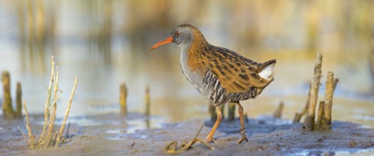 Water rail, (Rallus aquaticus), biotope, habitat, animal, animals, birds, rail family, Der Spieß