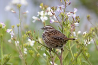 Song Sparrow Melospiza melodia Arcata, California, United States 26 April Adult Emberizidae