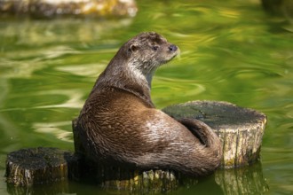 Eurasian otter (Lutra lutra) on a tree trunk in the water of a little lake, Bavaria, Germany