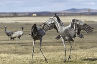 Common Crane (Grus grus), Laguna de Gallocanta, Spain