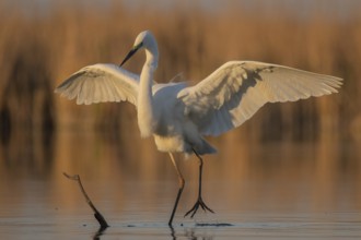 Great Egret (Ardea alba) landing at sunrise, Subotica, Serbia