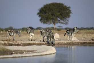 Plains zebra (Equus quagga) at the Nxai Pan waterhole, Nxai Pan National Park, near Gweta, Central