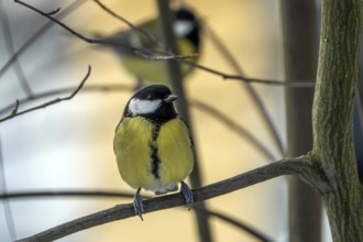 Great tit (Parus major), sitting on a branch, Baden-Württemberg, Germany