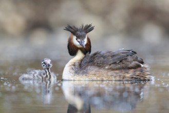 Great Crested Grebe (Podiceps cristatus) with chick, North Rhine-Westphalia, Germany