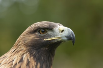 Golden eagle (Aquila chrysaetos) adult bird of prey raptor head portrait, Scotland, United Kingdom