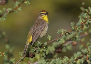 Canada, Manitoba, June, breeding male