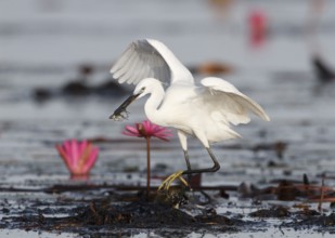Little Egret (Egretta garzetta) foraging, Bueng Boraphet, Thailand