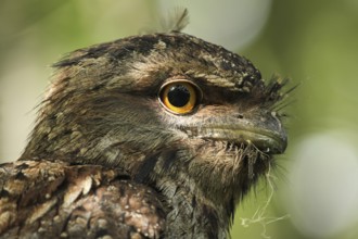 Tawny Frogmouth (Podargus strigoides), Queensland, Australia