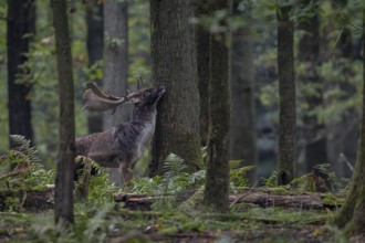 A fallow deer (Dama dama) marks the trunk of an oak tree with the secretion of the pre-eye gland,