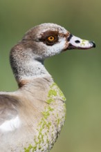 Egyptian Goose (Alopochen aegyptiaca), Western Cape, South Africa