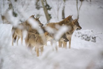 A pack of wolves looking attentively in one direction in a snowy forest, Winter, Wolf (Canis
