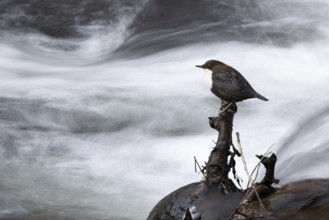 White-throated Dipper (Cinclus cinclus), Mecklenburg-Western Pomerania, Germany