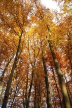 Trees with intense orange leaves in autumn sunlight, Bavarian Forest National Park