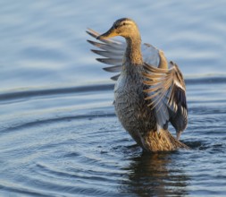 Mallard (Anas platyrhynchos), female, on a lake, flapping her wings, blue water, Lower Saxony,