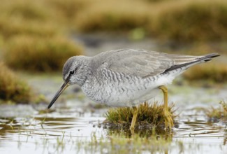 Grey-tailed Tattler (Tringa brevipes), Alaska, USA