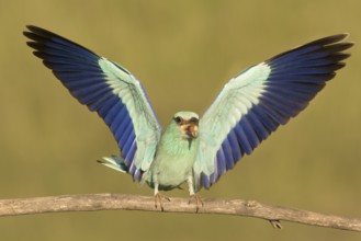 European Roller (Coracias garrulus) male calling from branch, Serbia
