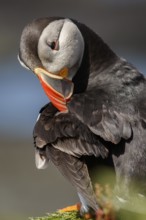 Atlantic Puffin (Fratercula artica), preening the plumage, Scotland, United Kingdom