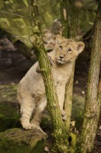 Asiatic lion (Panthera leo persica) climbing a small tree, captive