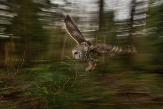 Barred Owl (Strix varia) flying, British Columbia, Canada