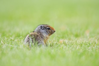 Columbia ground squirrel (Urocitellus columbianus, Spermophilus columbianus), juvenile, Waterton
