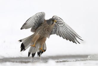 Kestrel (Falco tinnunculus) in the snow, Bitburg, Rhineland-Palatinate, Germany