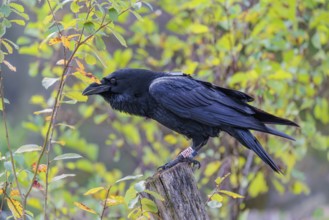A common raven (Corvus corax) fitted with a GPS transmitter perches on an old fence post amid