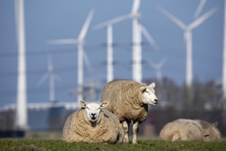 Sheep on a dike in Eemshaven, wind farm, the Netherlands