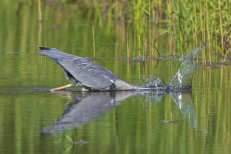 Grey Heron (Ardea cinerea) hunting, Baden-Wuerttemberg, Germany