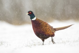 Common Pheasant (Phasianus colchicus) male on snowy ground, Poland
