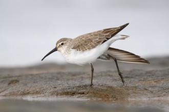 Curlew Sandpiper (Calidris ferruginea), Western Australia, Australia