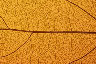 This image captures the intricate texture of a leaf skeleton, showcasing a delicate network of