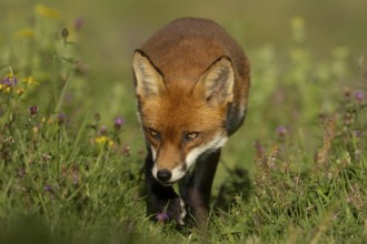 Red fox (Vulpes vulpes) adult animal amongst wildflowers in countryside grassland in summer,