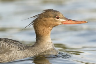 Red-breasted Merganser (Mergus serrator) female, Norway