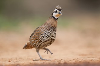 Northern Bobwhite (Colinus virginianus) male, Texas, USA
