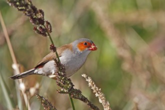 Orange-cheeked waxbill, Estrilida meipoda