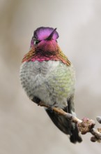 Anna's Hummingbird (Calypte anna), British Columbia, Canada