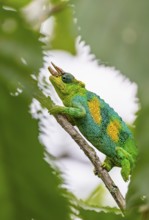 Three-horned chameleon (Trioceros jacksonii), male, between leaves on a branch, Bwindi Impenetrable