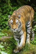 Siberian tiger (Panthera tigris tigris) walking through bushes on a rainy day, captive, Germany