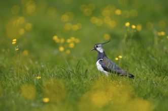 Kiebitz (Vanellus vanellus), Lapwing, Altvogel in einer Blumenwiese (Hahnenfuss), April,